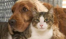 AB'den kedi ve köpekler için yasa tasarısı! Refahları güvence altına alınacak