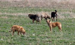 AKP'nin sokak köpeklerini katletmeyi öngören tasarısı Meclis'te! Ötanazi hangi koşullarda uygulanacak?