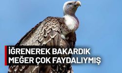 Akbabaların aniden ortadan kaybolması 5 yılda 500 bin insanın ölümüne yol açtı