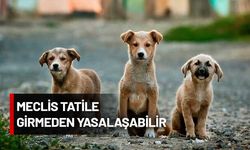 AKP sokak köpeklerini katletmeyi öngören yasal düzenlemeye 'sınır' getirdi