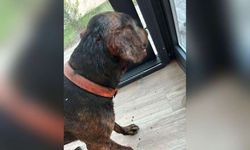 Caniler bu kez de sokak köpeğini tabancayla vurdu!