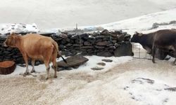 Kars'ta bir köy dolu ve karla beyaza büründü