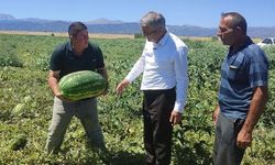 Karpuz üreticisi zarar etti! "Tarlayı kaldıramam, bırakıyorum"