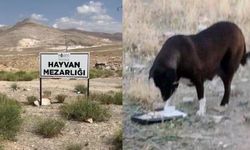 Niğde'de köpeklerin 'uyutulduğu' iddiası! Hayvanseverler tepki gösterdi, belediyeden açıklama geldi