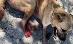 Vahşet bitmiyor! Bir köpek daha silahla vuruldu