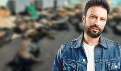 Tarkan Gebze'deki hayvan katliamına isyan etti: Vebalini nasıl ödeyeceksiniz?