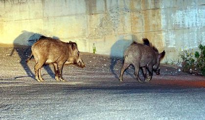 Ava giderken avlandı