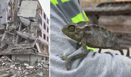 Yıkılan hasarlı binadan bukalemun çıktı, ekipler neye uğradığını şaşırdı