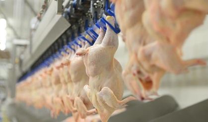 TÜİK: Tavuk eti, yumurta ve içme sütü üretimi arttı