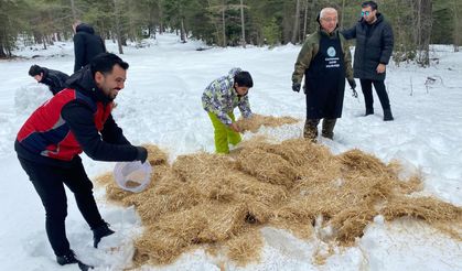 Yaban hayvanları için doğaya yem bırakıldı