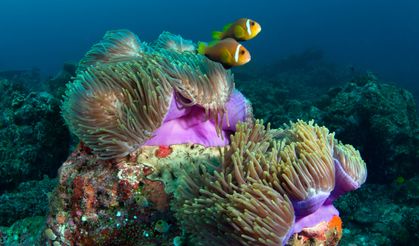 Maldivler'de iklim değişikliği mercan resiflerini tehdit ediyor