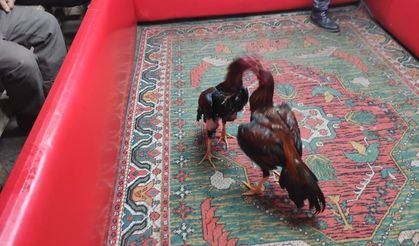 Horoz dövüşünde güldüren savunma: Horoz dövüştürmedik, baskın olunca korkup ringe atladılar