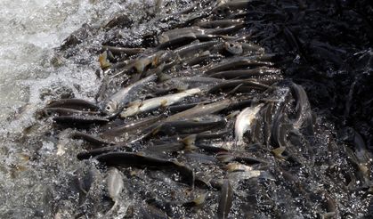 Yağışlar yüz güldürdü, inci kefali üreme sezonuna güçlü giriyor