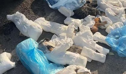 33 kedinin ölü bulunduğu olayda yeniden gözaltına alınan veteriner tutuklandı