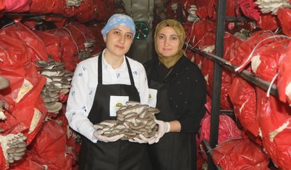 Kadın girişimciler istiridye mantarından köfte yaptı
