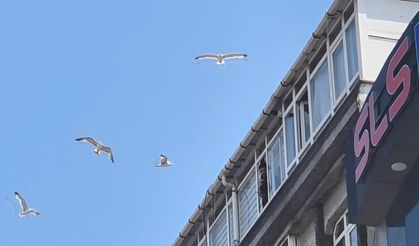 Anten tamiri için çatıya çıktı martıların saldırısına uğradı