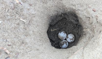 Hava ısındı, caretta yuvaları arttı