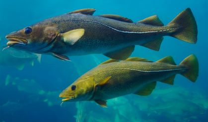 Küresel ısınma balıklardaki zehir seviyesini arttırıyor