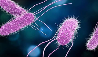 Salmonella nedir? Belirtileri nelerdir?