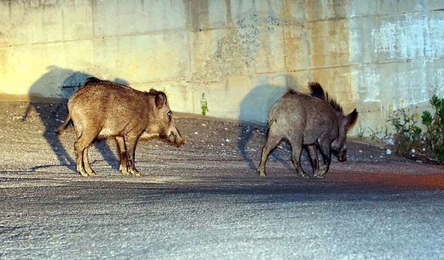 Ava giderken avlandı