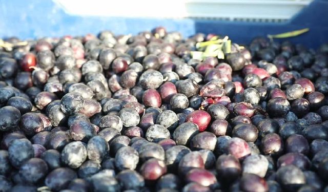 Mudanya Belediyesi, zeytinde ve zeytinyağında kendi markasını yaratmak için harekete geçti