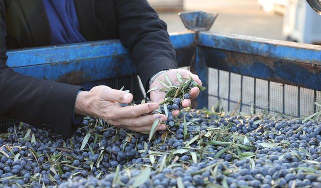 Mudanya Belediyesi zeytinde kendi markasını yaratacak