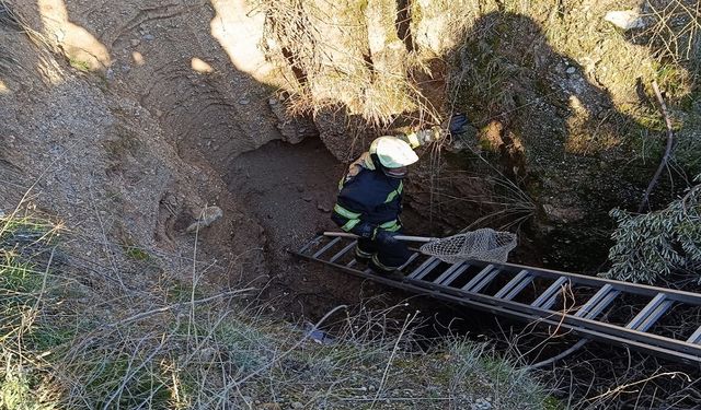 Oklu Kirpiler Belediye Ekipleri Tarafından Kurtarıldı