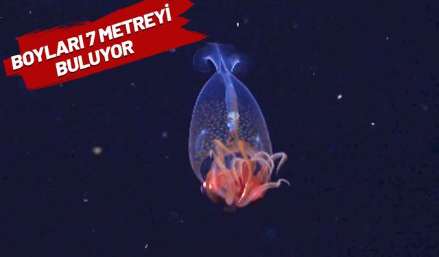 Bu dev kalamarı görüntülemek 100 yıl sürdü