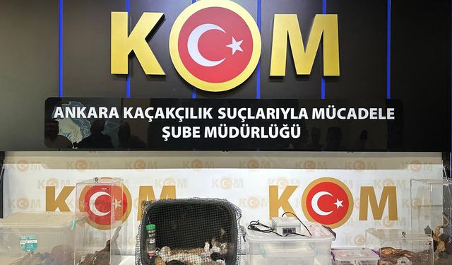 5 ilde 'egzotik hayvan' operasyonu! 96 tür ele geçirildi