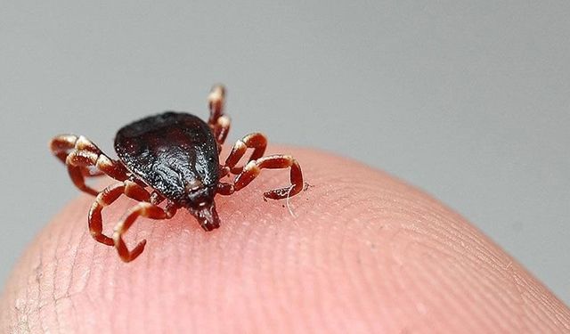 Sivas'ta KKKA şüphesi! 2 çocuk annesi hayatını kaybetti