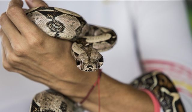 18 yıl boyunca kendisine yılan zehri enjekte etti!