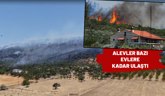 İzmir'de orman yangını! 4 gözaltı