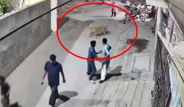 Duvarı aşan aslan dehşet saçtı! Kadını ve çocuklarını yaraladı