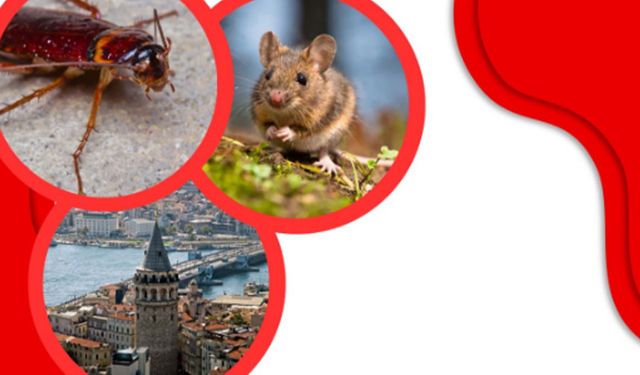 İstanbul’da Artan Fare ve Hamam Böceği İstilası: Sağlığınıza ve Konforunuza Dair Kritik Uyarılar