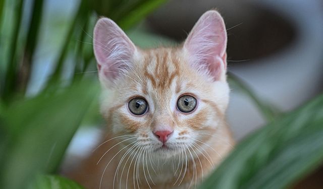 Kedi tüyü ölüm getirir mi? Uzman isimden dikkat çeken açıklama