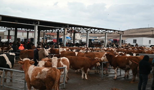 Şap alarmı! Bir hayvan pazarı kapatıldı