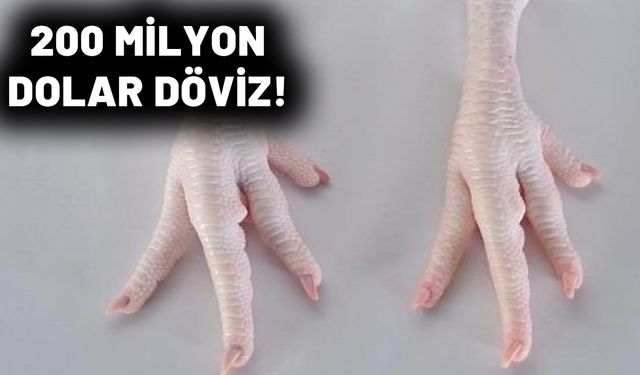 Türkiye'den Çin'e tavuk ayağı ihracatı! İşte tek engel