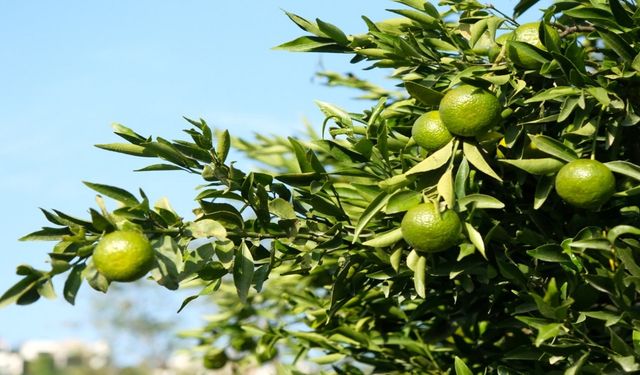 Yeşil Bodrum mandalinine tek seferde 55 tonluk sipariş