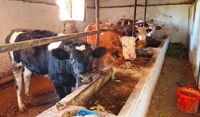 Bilkent Şehir Hastanesi'nden 'deli dana' iddialarına yanıt