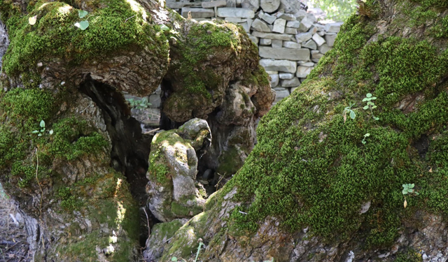 Bakan bir daha baktı! 300 yıllık dut ağacının gövdesinde oluştu