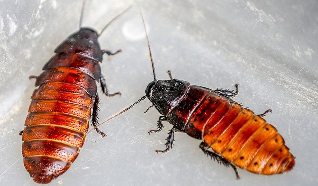 Hamam böceğini öldürmek isterken apartmanda yangın çıkardı