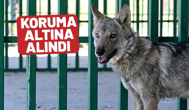 Van'da kurdu alıkoyan adama para cezası!