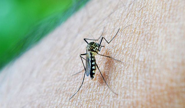 İzlanda'da ilk kez sivrisinek görüldü!