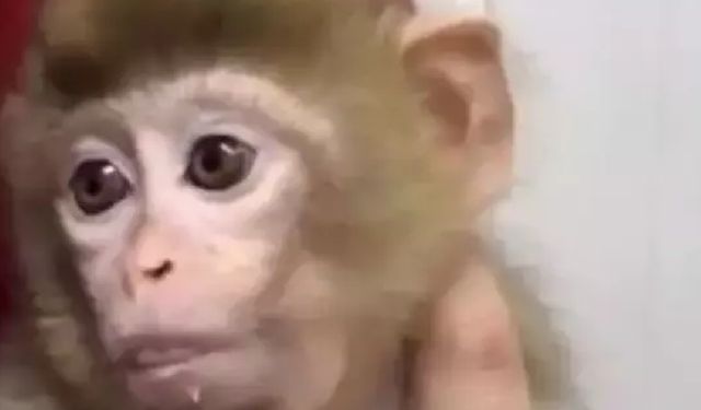 Denetime takıldı, koruma altına alındı!