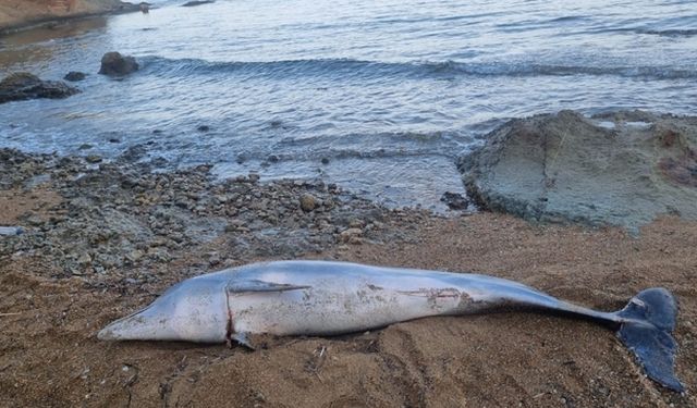 Çanakkale'de sahile ölü yunus vurdu