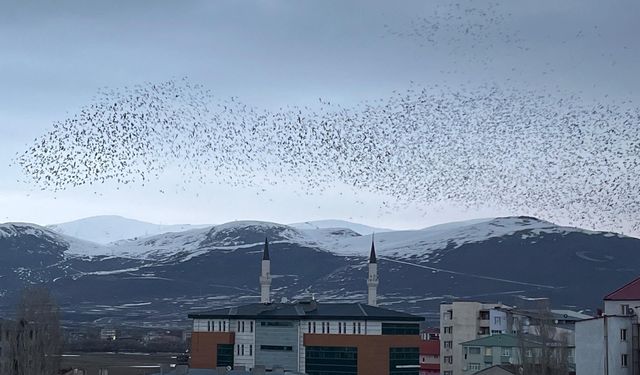 Ardahan'da, binlerce karga gökyüzünü kapladı