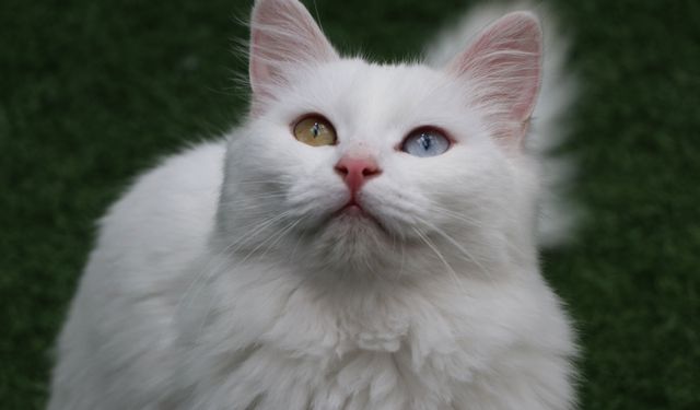 Van Kedi Villası'nın, yeni üyeleri için hazırlıklar başladı