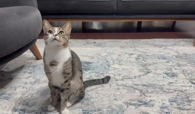 Kedinin midesindeki vantuz, 4 yıl sonra fark edilerek çıkarıldı