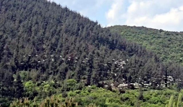 Gökyüzünü süsleyen pelikanların geçişi kamerada