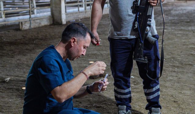Hayvan yakalama timi, kaçan kurbanlıklar için göreve hazır